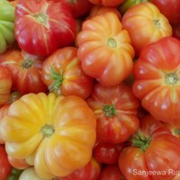 Solanum lycopersicum L.